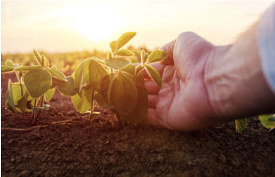 vendita agrofarmaci Puglia